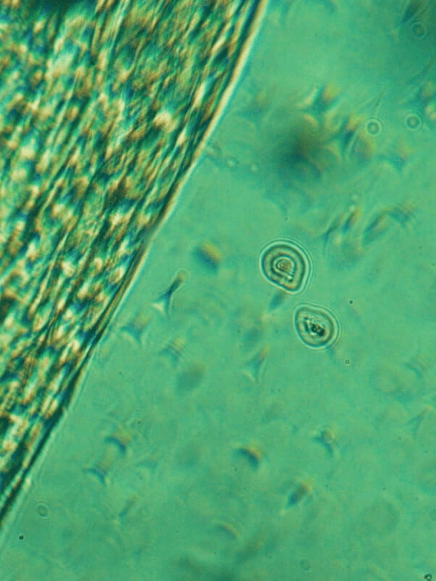 AHA Peeling Concentrate | Vegan Exfoliant BYMANYC ® New York