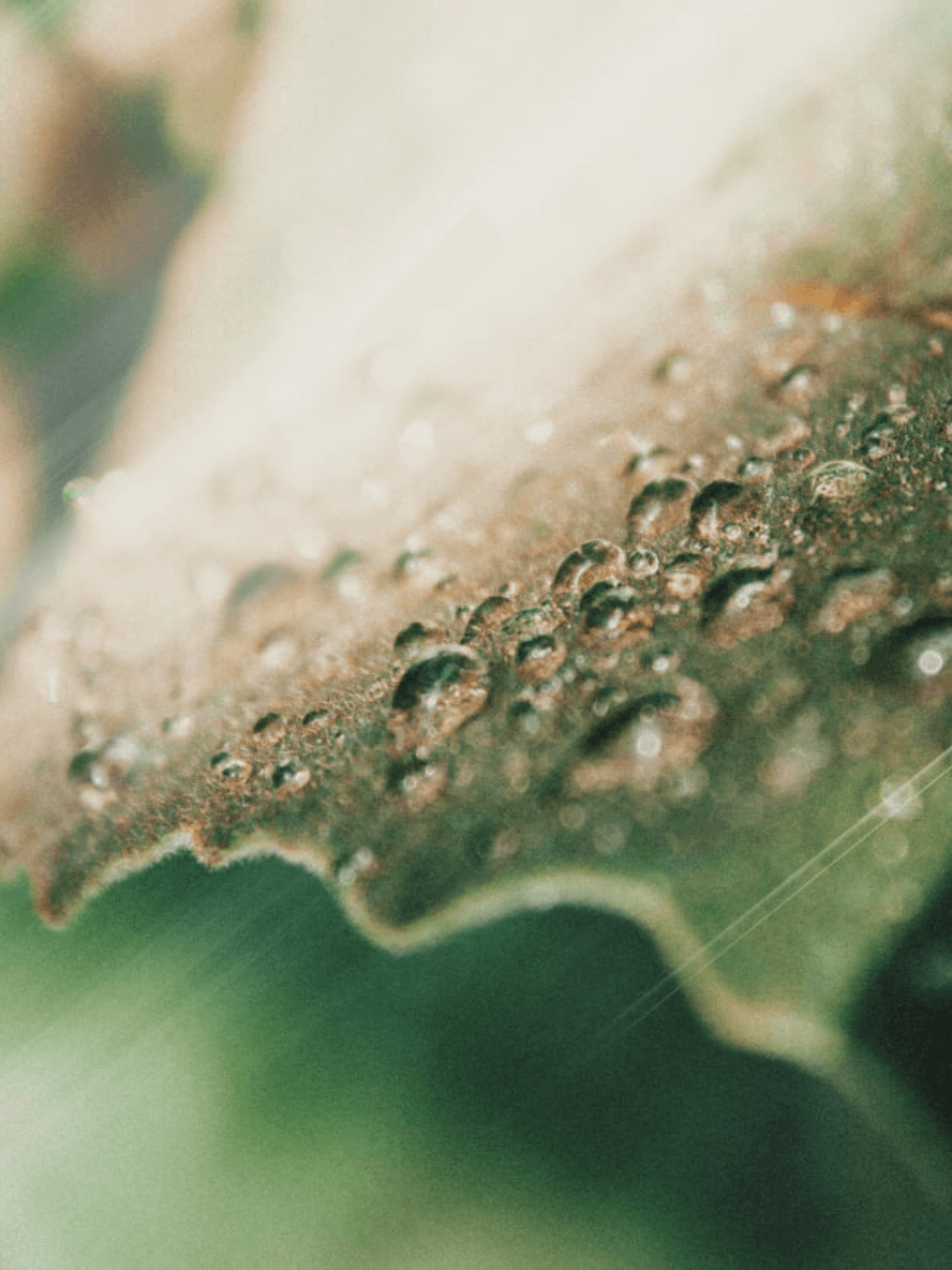 AHA Peeling Concentrate | Vegan Exfoliant BYMANYC ® New York